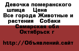 Девочка померанского шпица. › Цена ­ 40 000 - Все города Животные и растения » Собаки   . Самарская обл.,Октябрьск г.